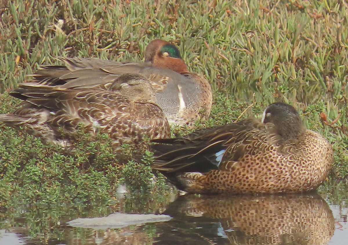 Green-winged Teal - ML609389759