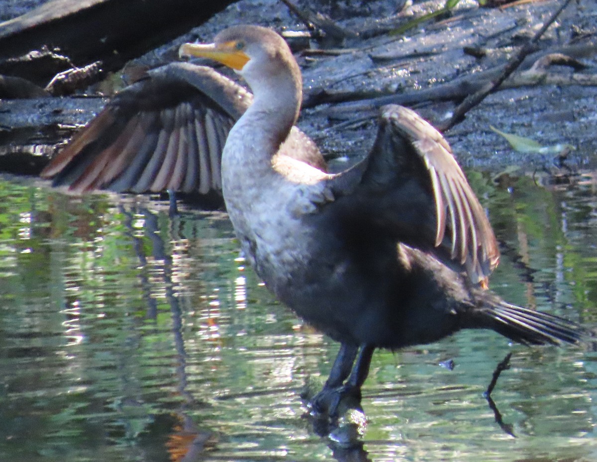 Double-crested Cormorant - ML609389778