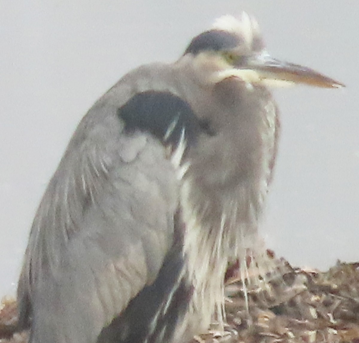 Great Blue Heron - ML609389785