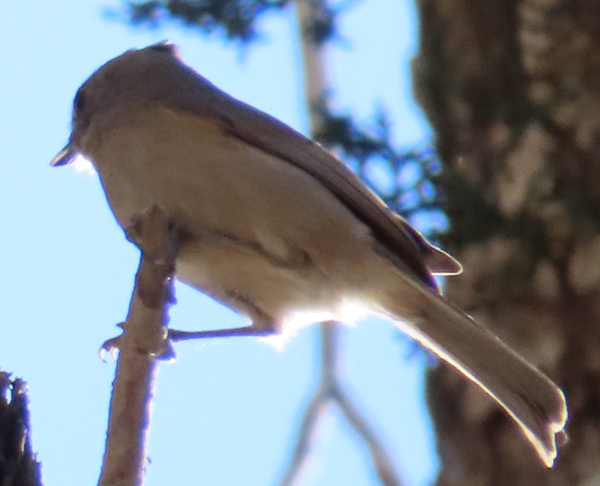 Oak Titmouse - ML609389811