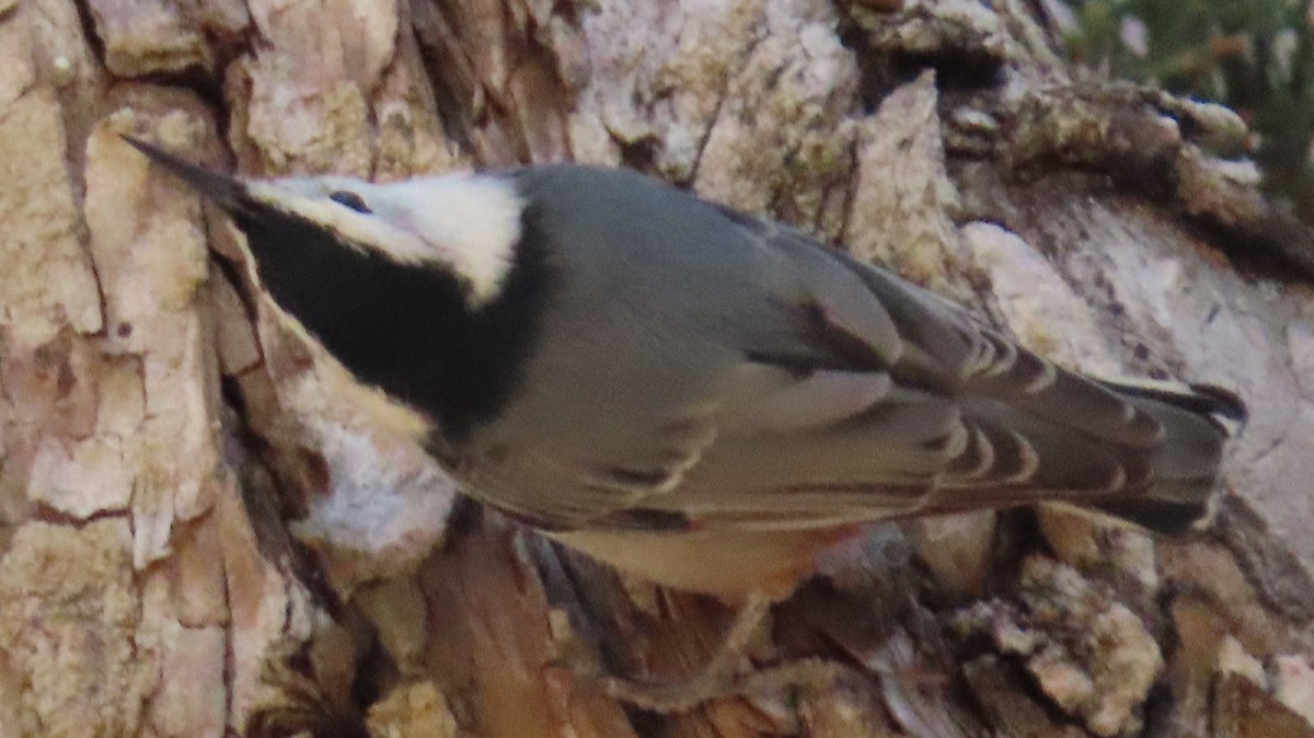 White-breasted Nuthatch - ML609389816