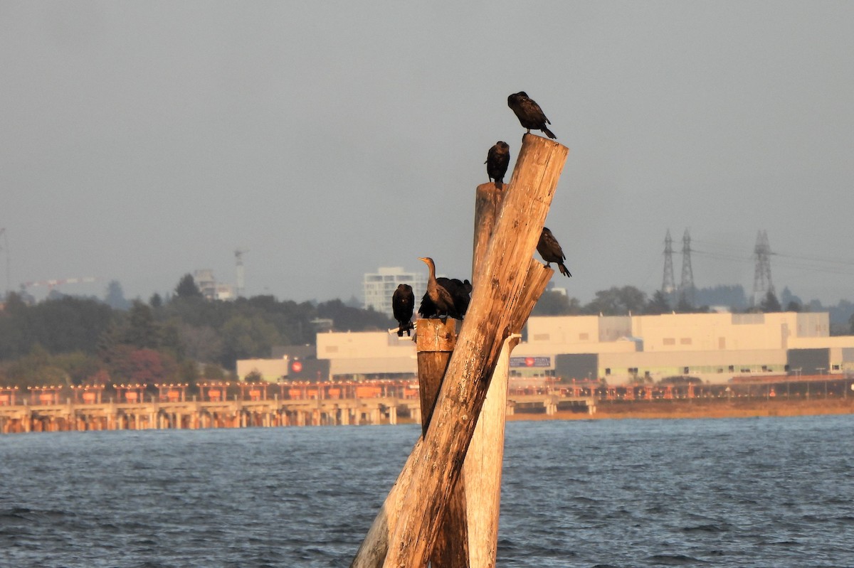 Double-crested Cormorant - ML609389837