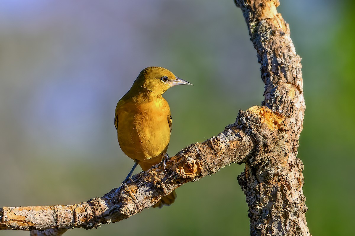 Baltimore Oriole - ML609389842