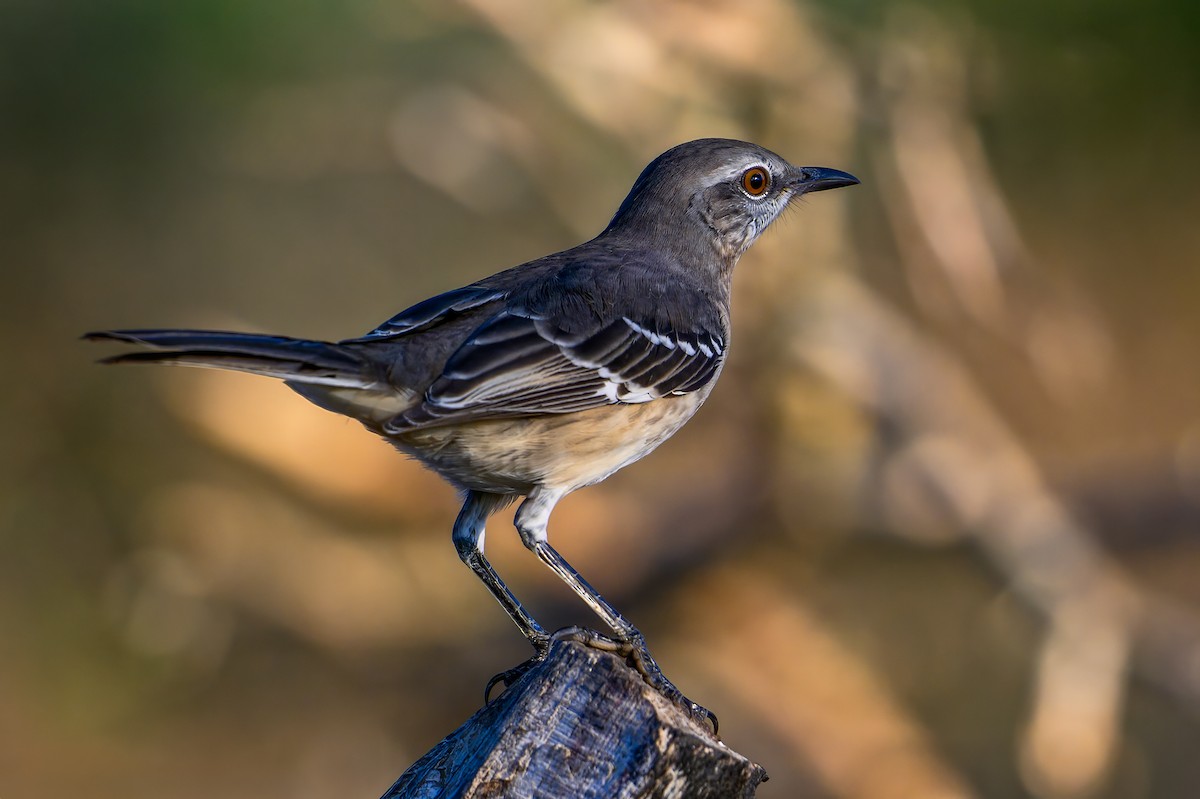 Northern Mockingbird - ML609389844