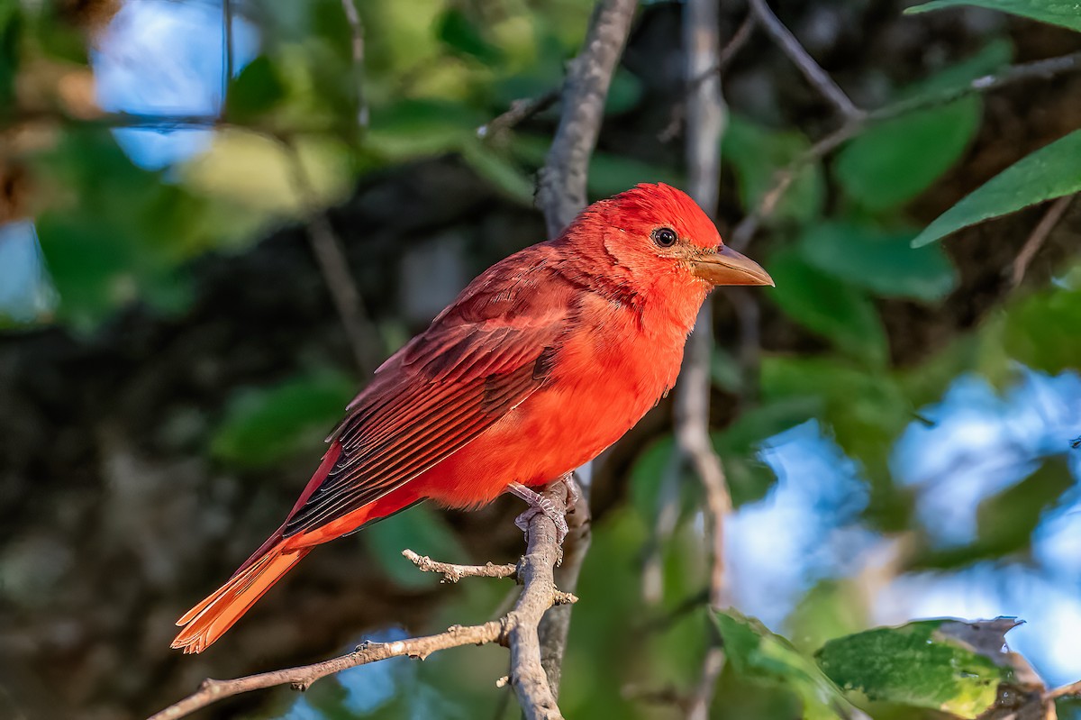 Summer Tanager - ML609389846