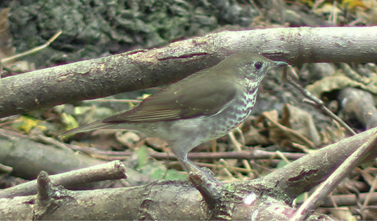 Gray-cheeked Thrush - ML609389905