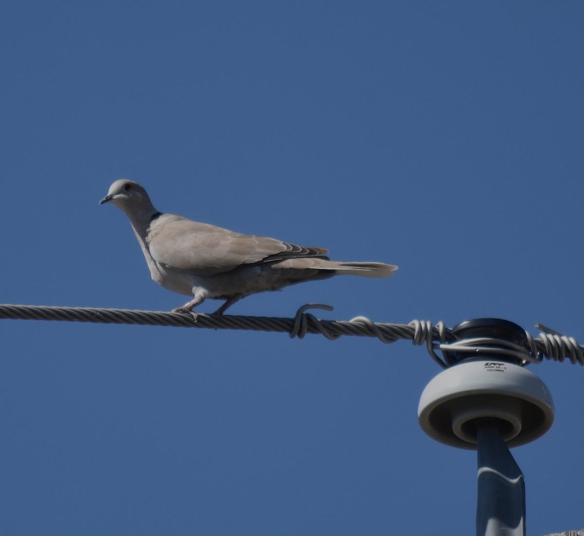 Eurasian Collared-Dove - Bill Tweit