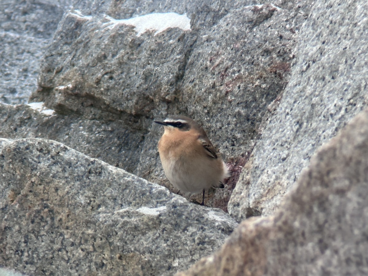 Northern Wheatear - ML609390210