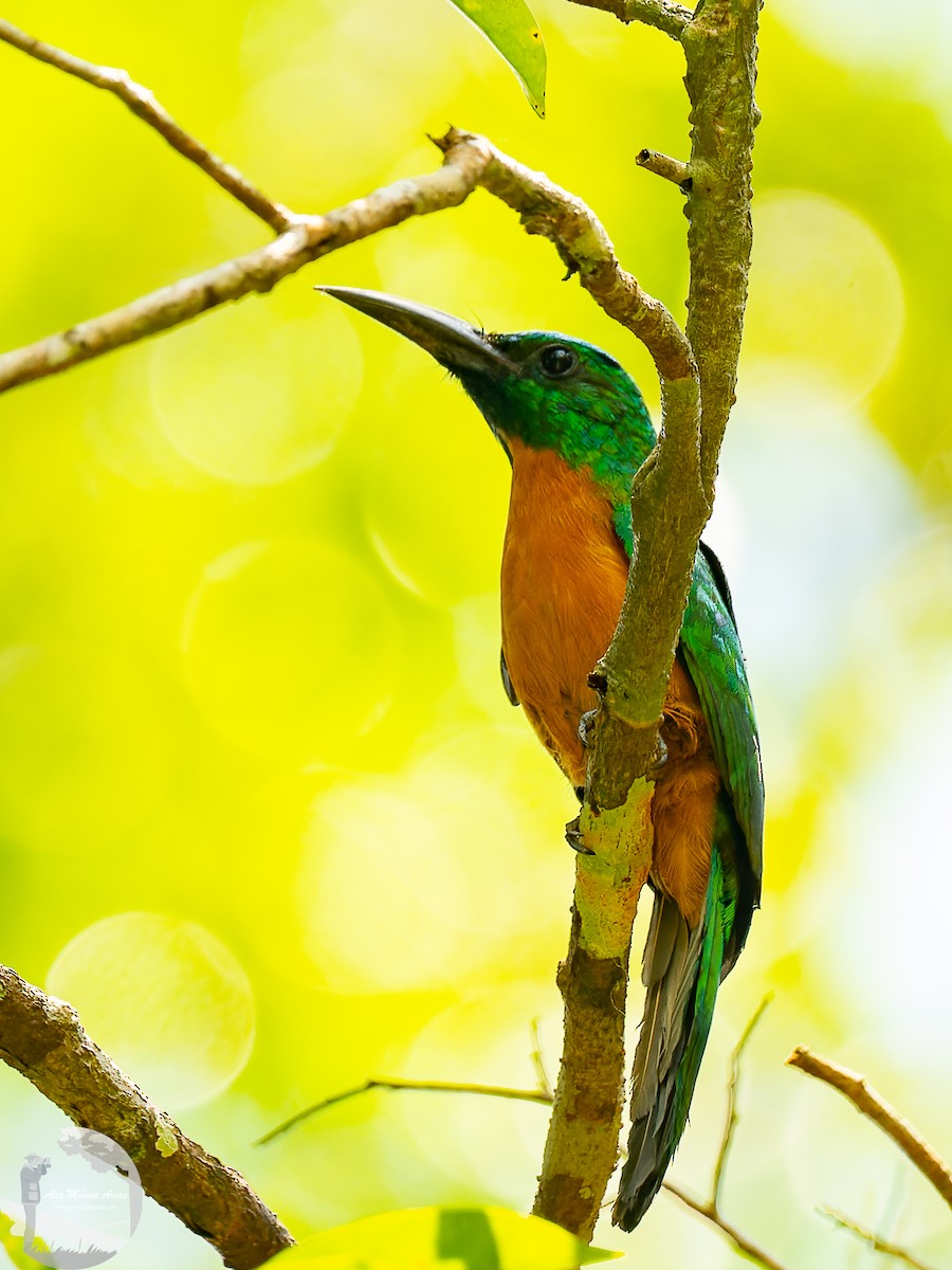 Great Jacamar - ML609390286