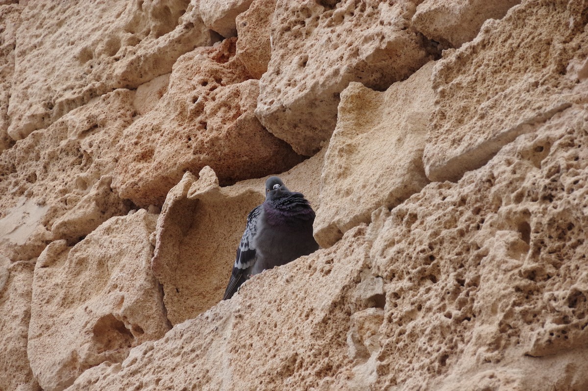 Rock Pigeon (Feral Pigeon) - ML609390389