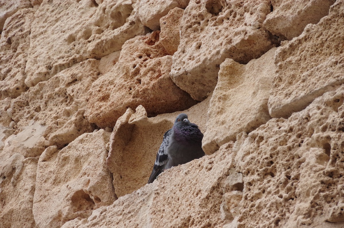 Rock Pigeon (Feral Pigeon) - ML609390396