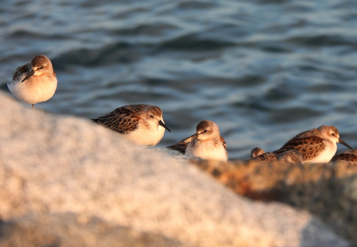 Western Sandpiper - ML609390411