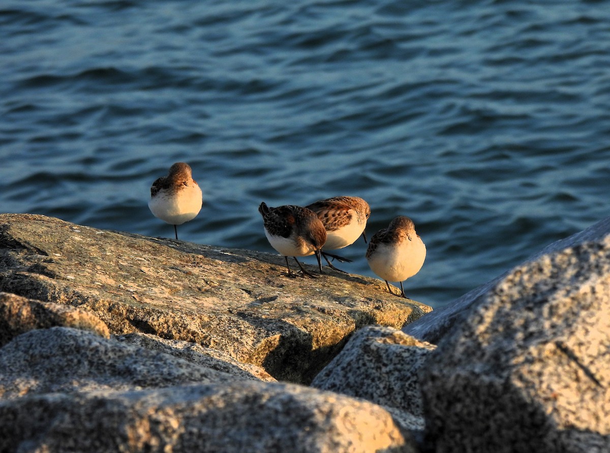 Western Sandpiper - ML609390412