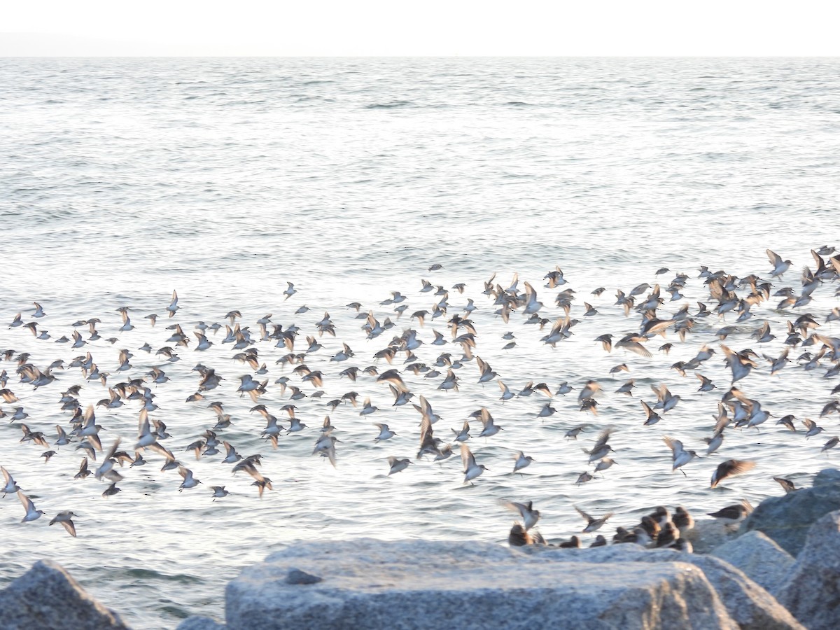 Western Sandpiper - ML609390415