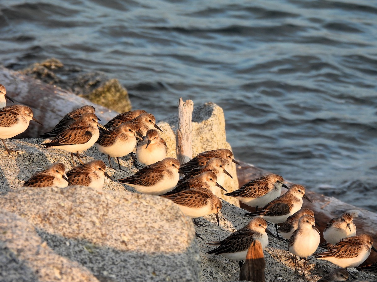 Western Sandpiper - ML609390416