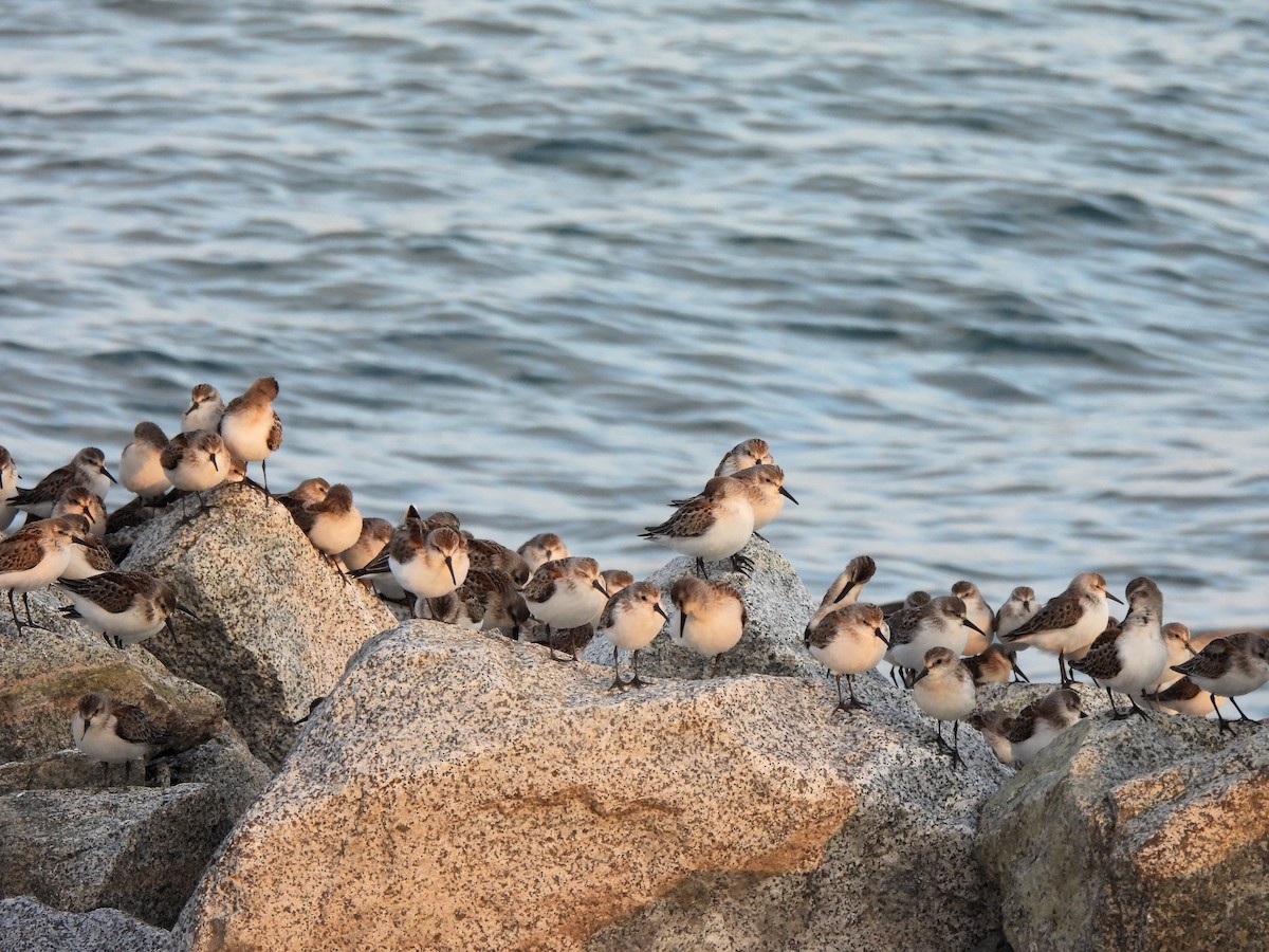 Western Sandpiper - ML609390417