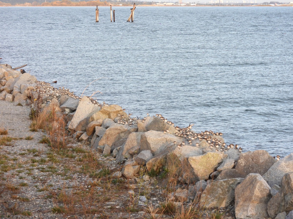 Western Sandpiper - ML609390419