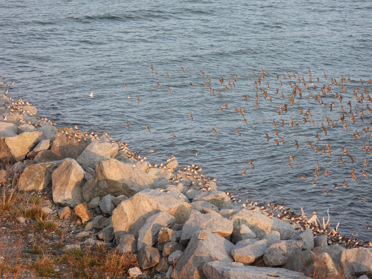 Western Sandpiper - ML609390422