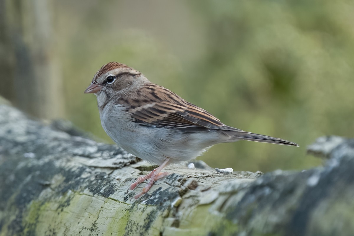 Chipping Sparrow - Carl Bespolka
