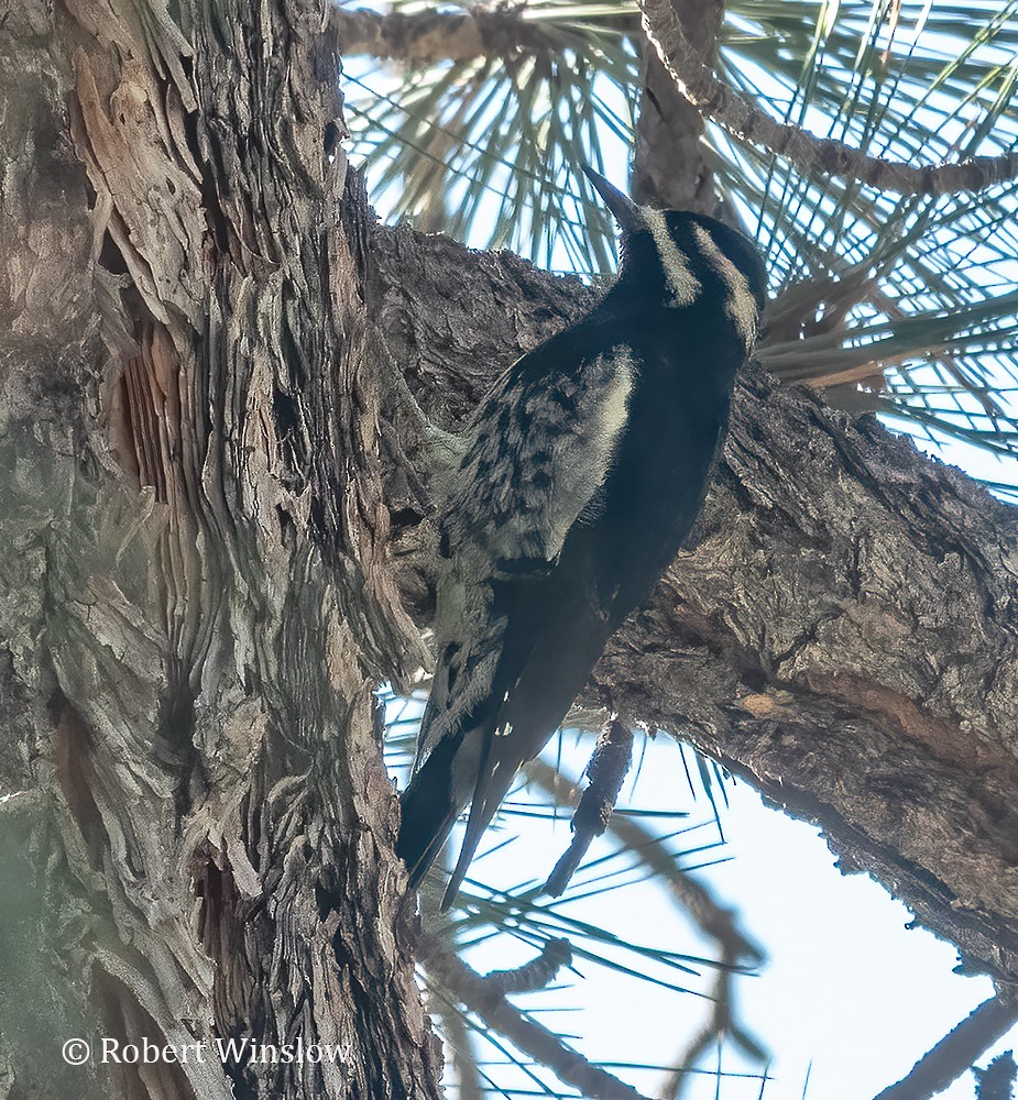 Williamson's Sapsucker - ML609390587