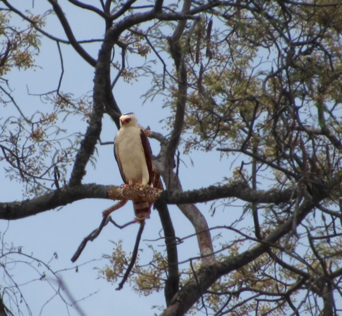 Black-and-white Hawk-Eagle - ML609390614