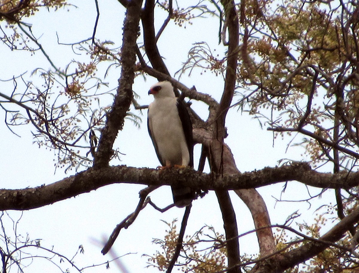 Black-and-white Hawk-Eagle - ML609390615