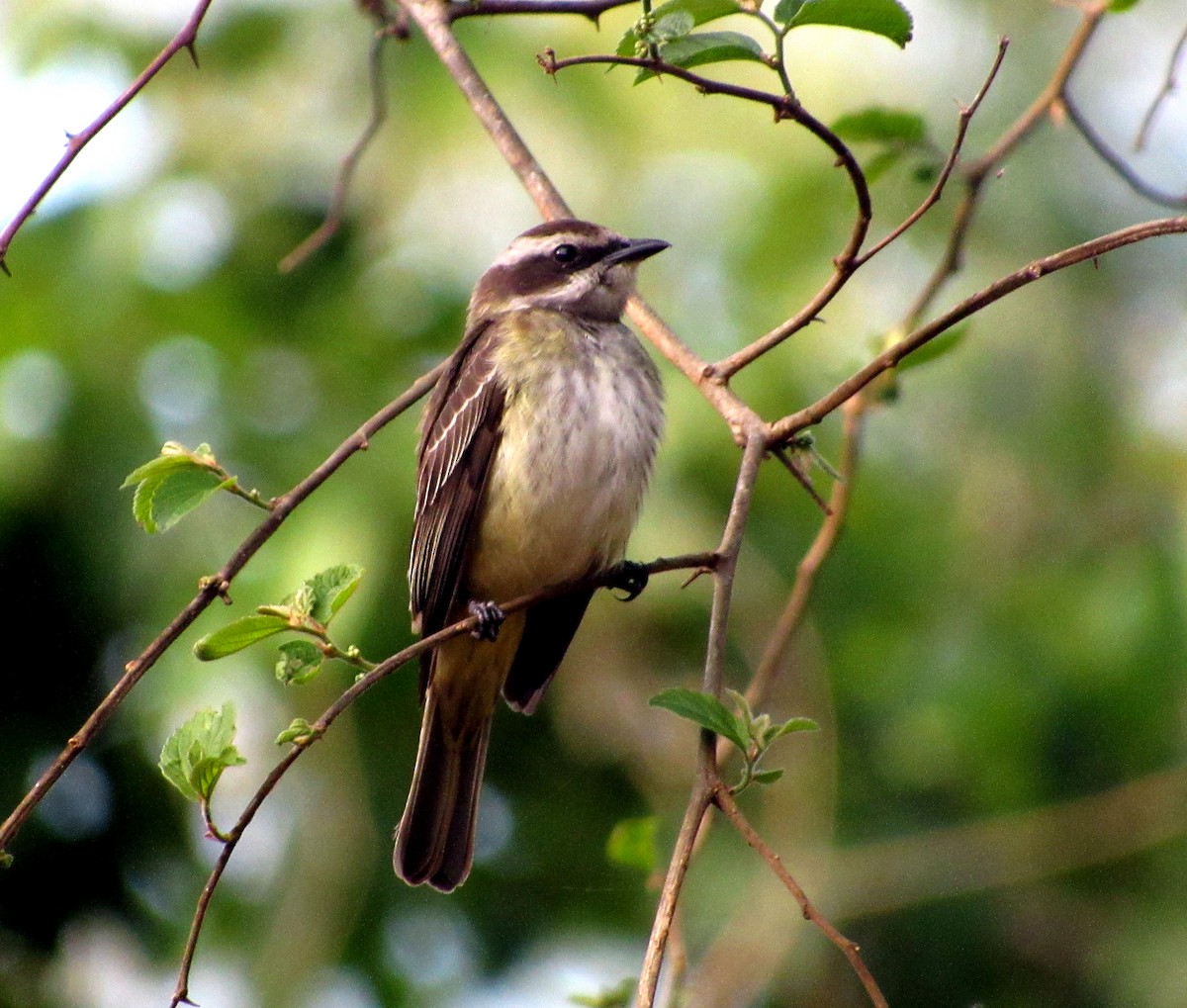 Piratic Flycatcher - DEBORA MELO