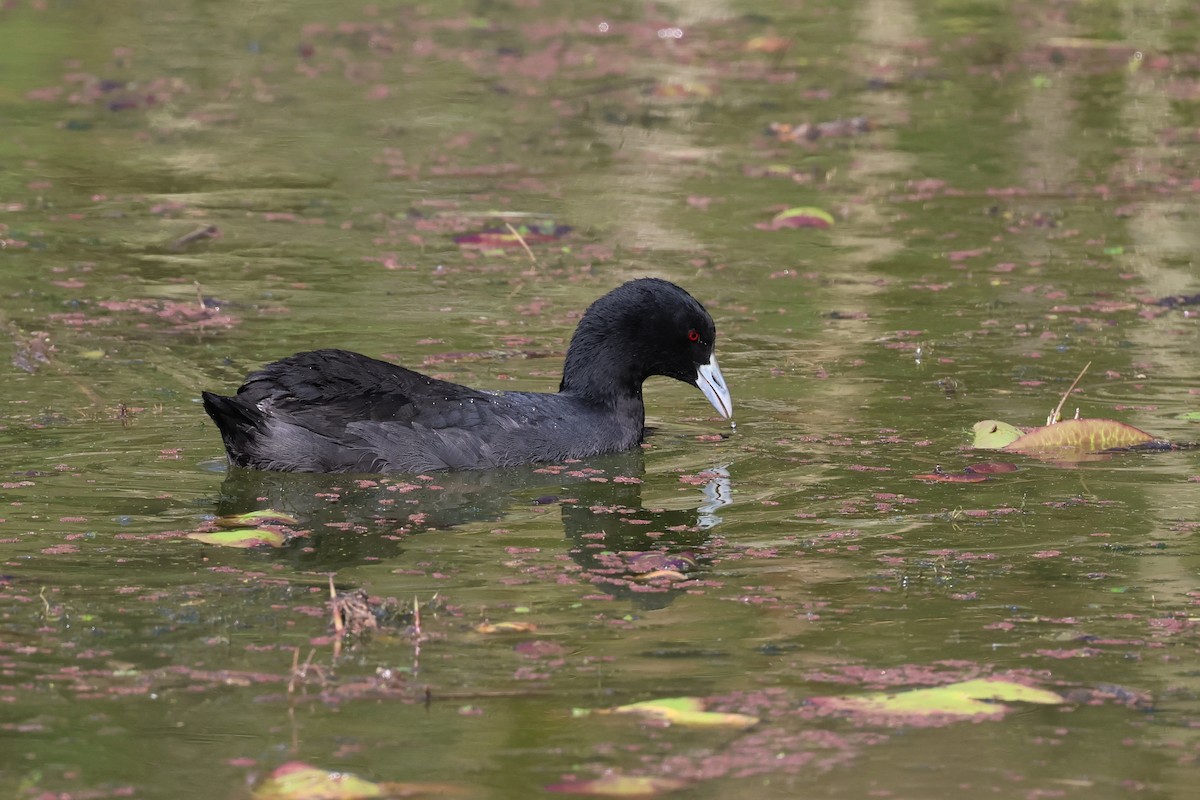 Eurasian Coot - ML609390673