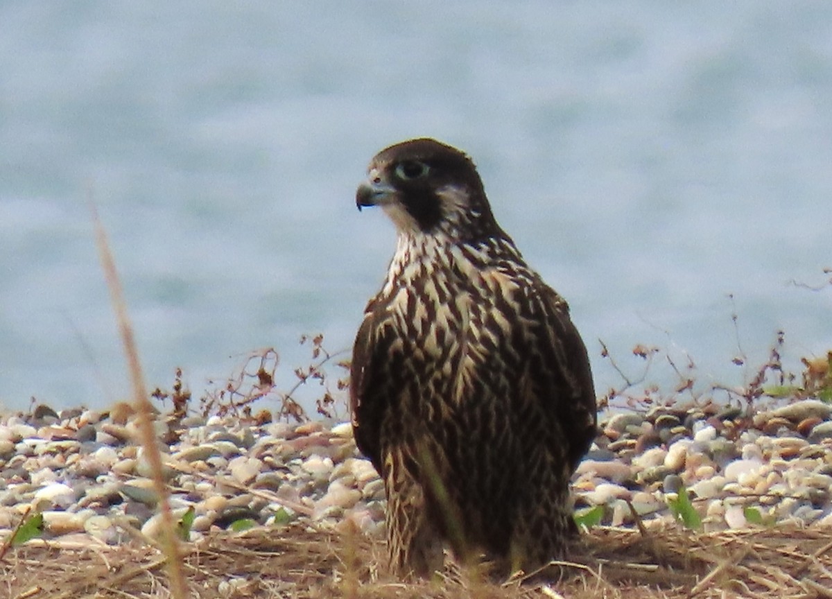 Peregrine Falcon - ML609390843