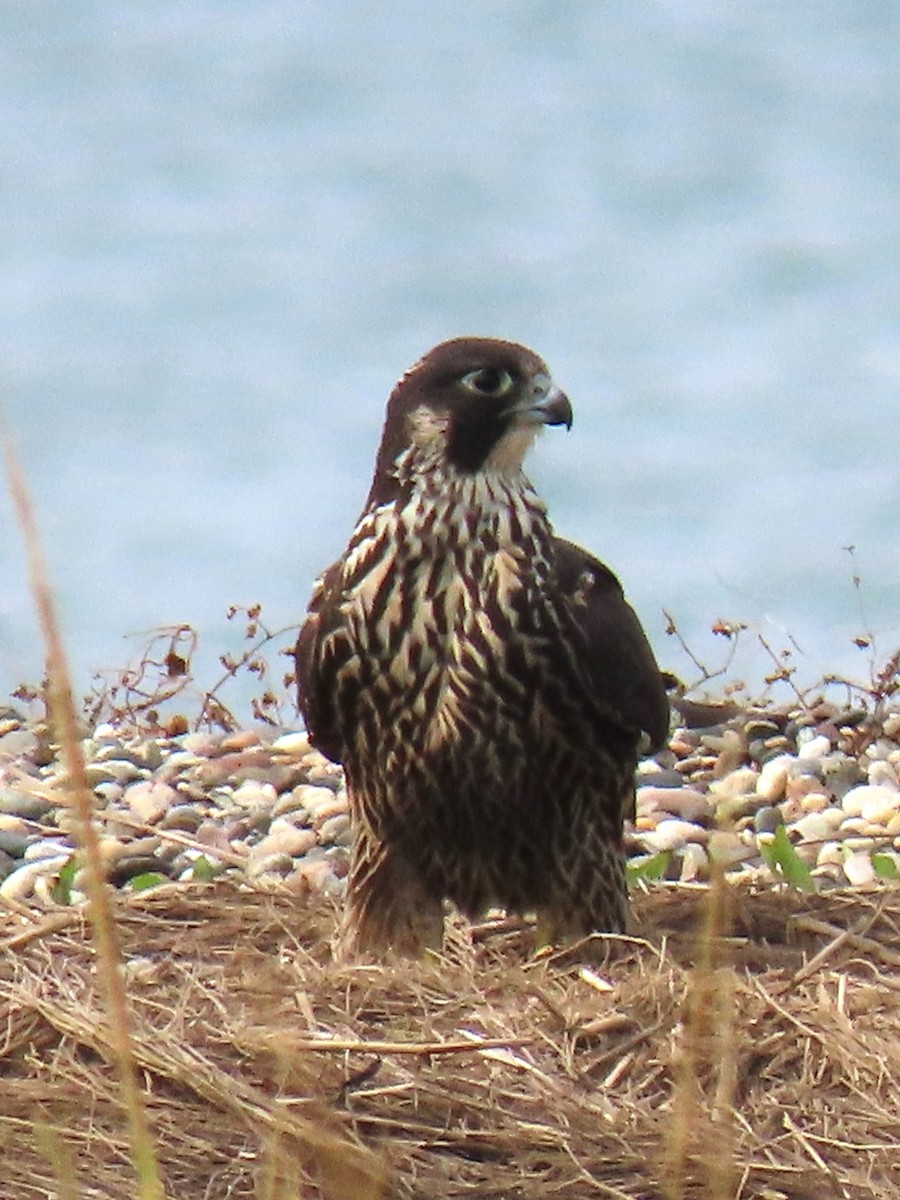 Peregrine Falcon - ML609390844