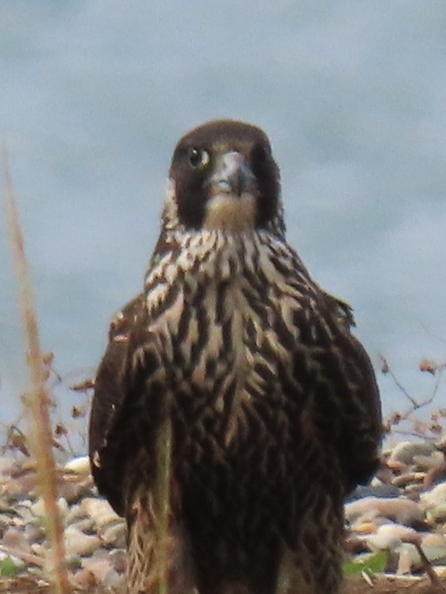 Peregrine Falcon - ML609390845