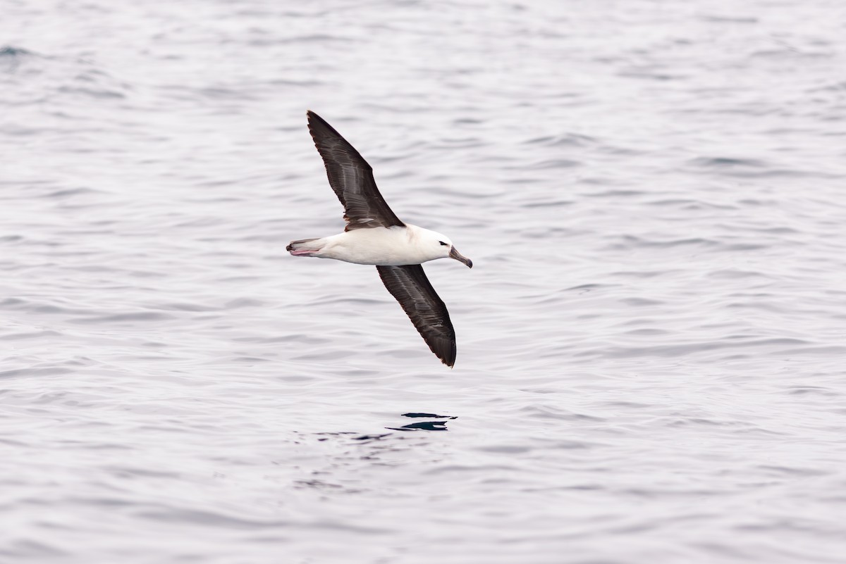 Black-browed Albatross - Eduardo Navarro