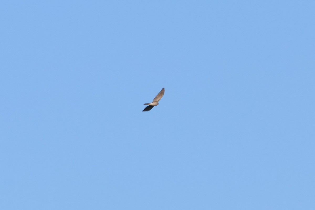 Eurasian Sparrowhawk - ML609391029