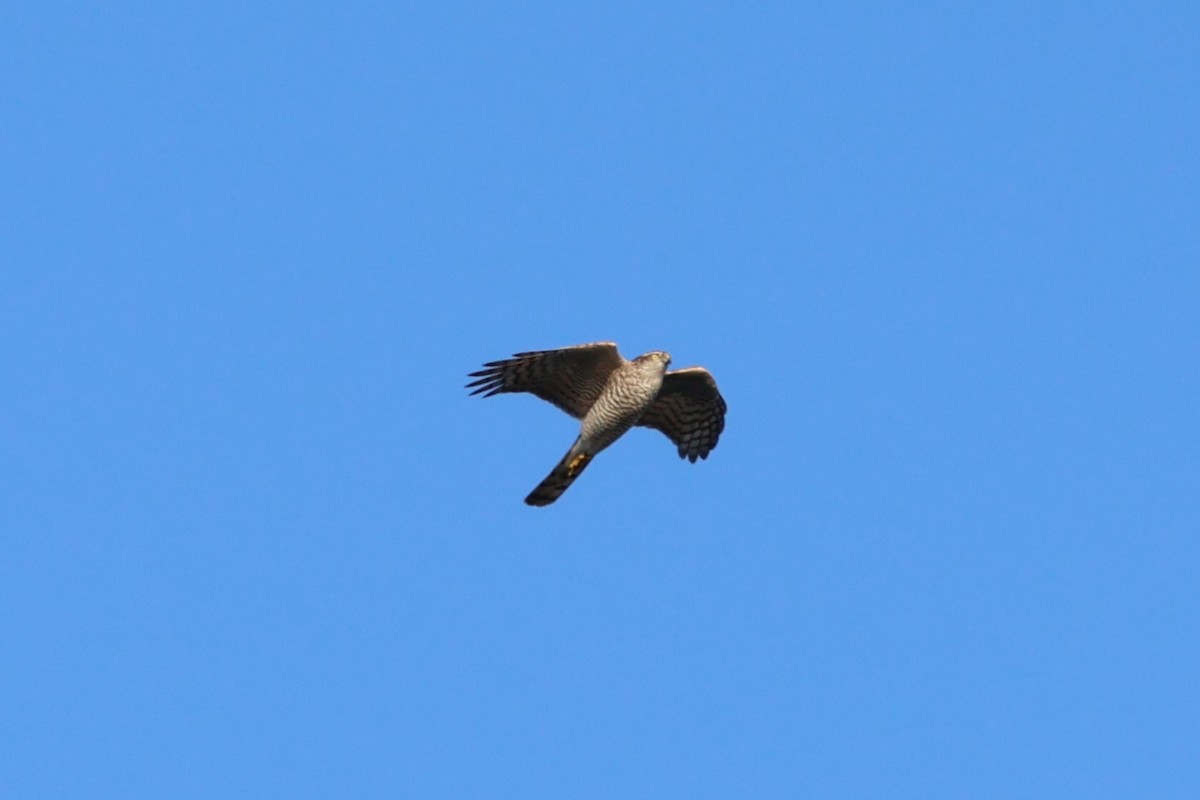 Eurasian Sparrowhawk - ML609391033