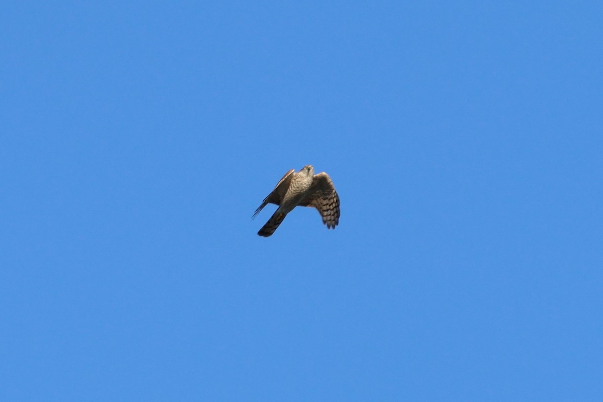 Eurasian Sparrowhawk - ML609391035