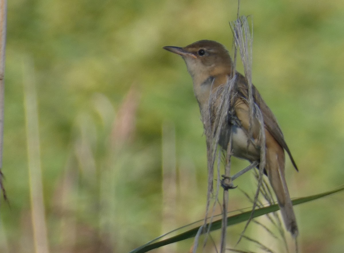 Great Reed Warbler - Crima Pogge