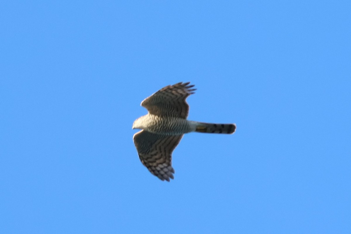 Eurasian Sparrowhawk - ML609391057