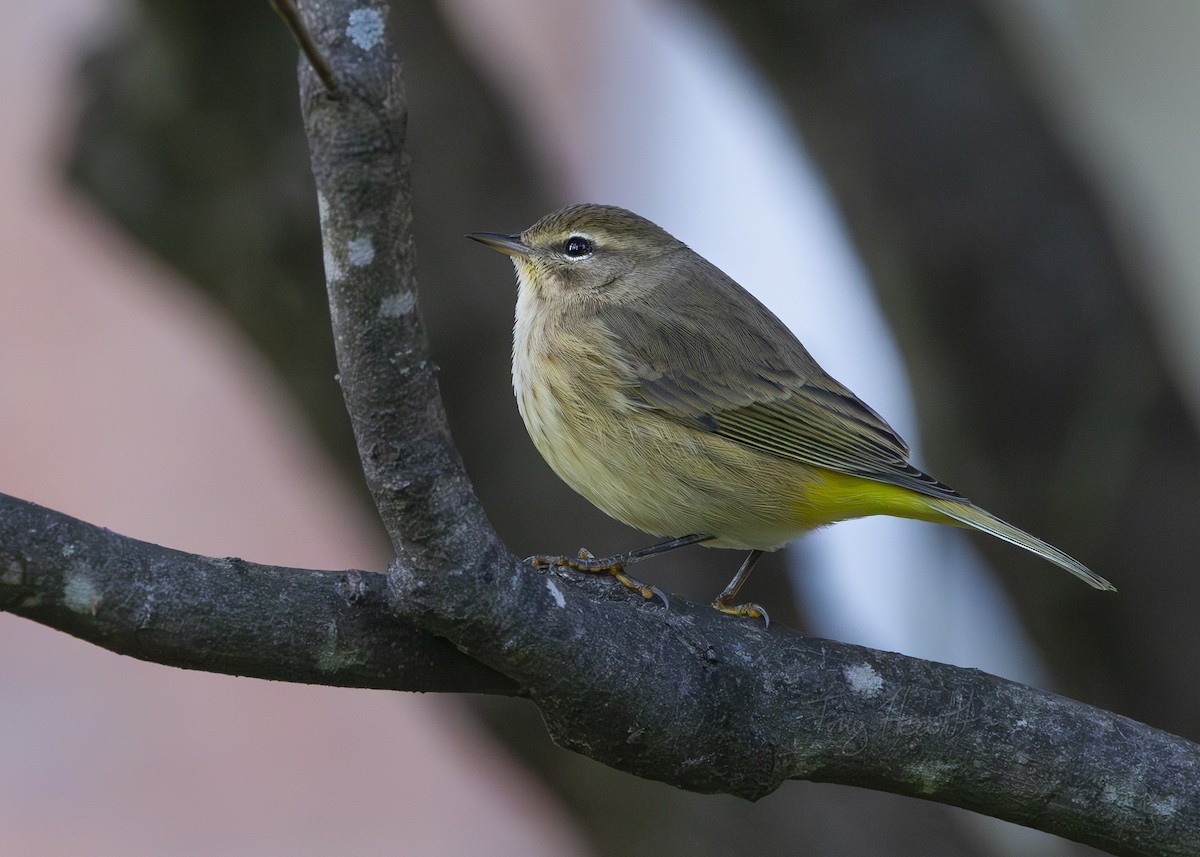 Palm Warbler - Tony Hewitt