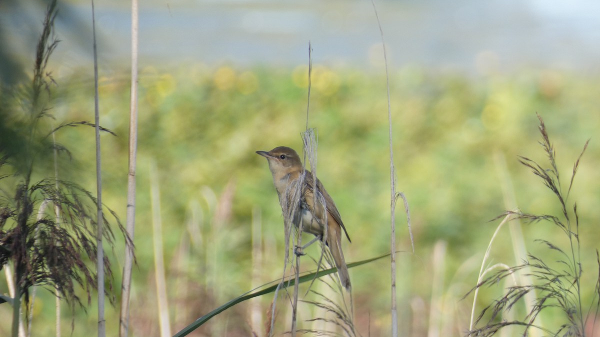 Great Reed Warbler - Crima Pogge