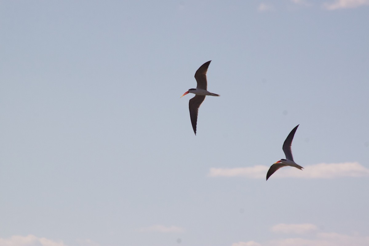 African Skimmer - ML609391124