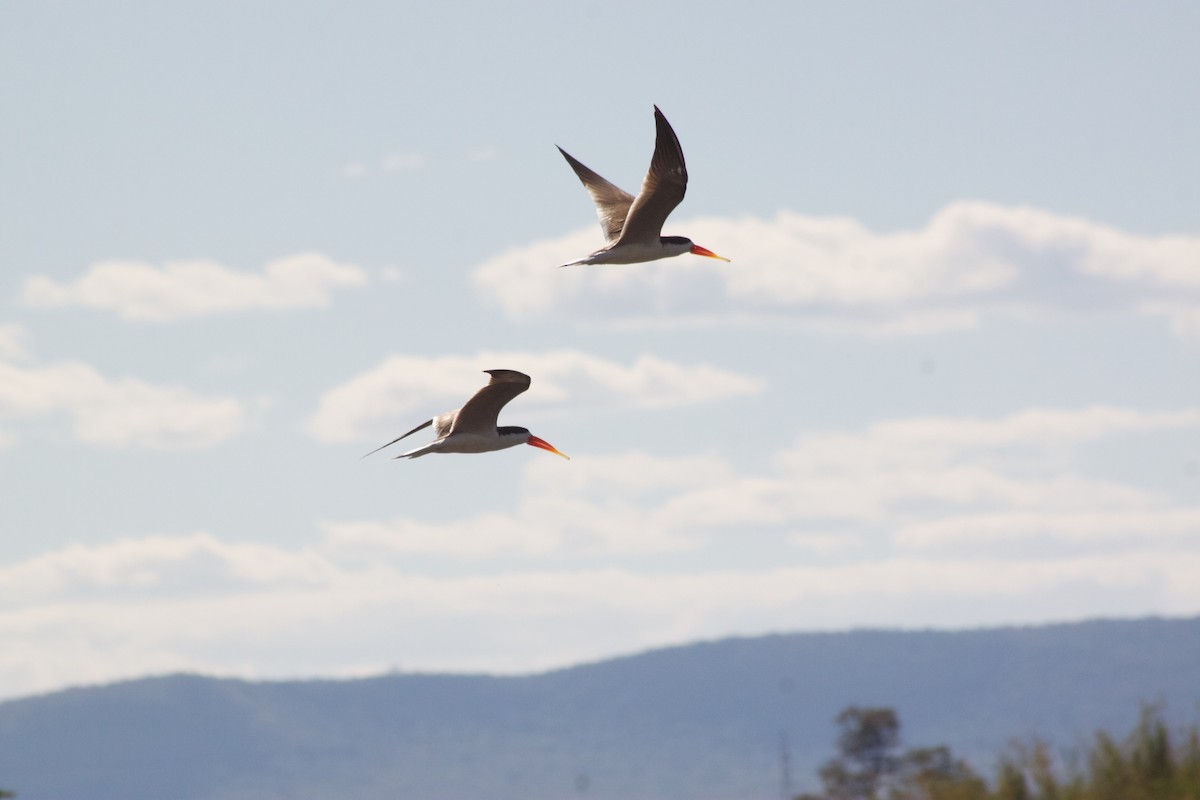 African Skimmer - ML609391126