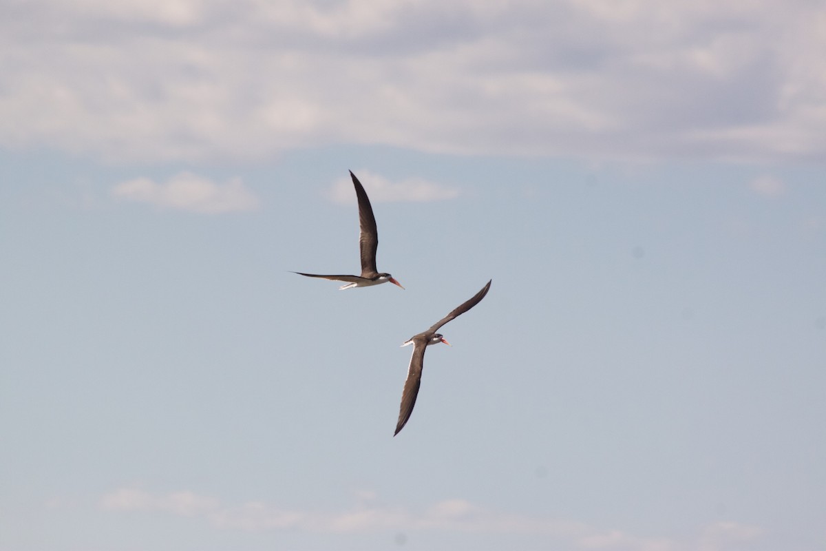 African Skimmer - ML609391127