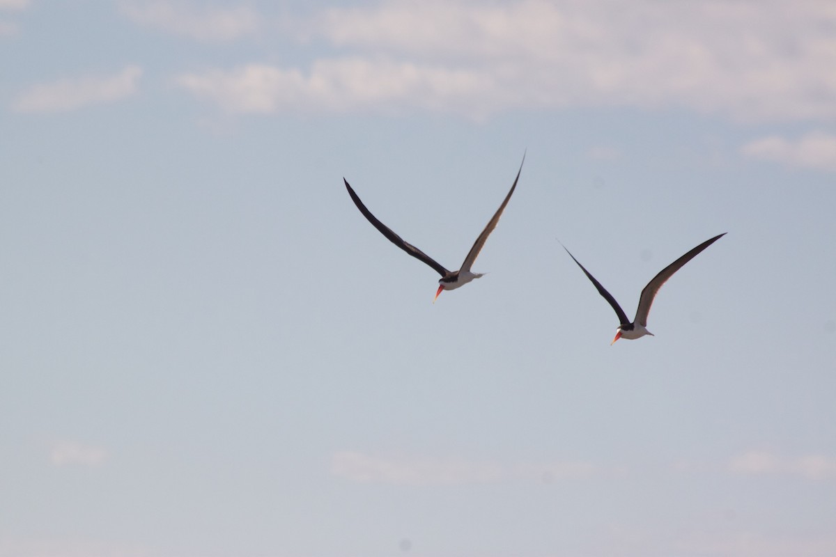 African Skimmer - ML609391128