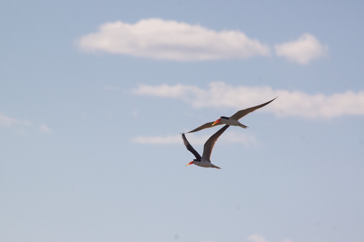 African Skimmer - ML609391129