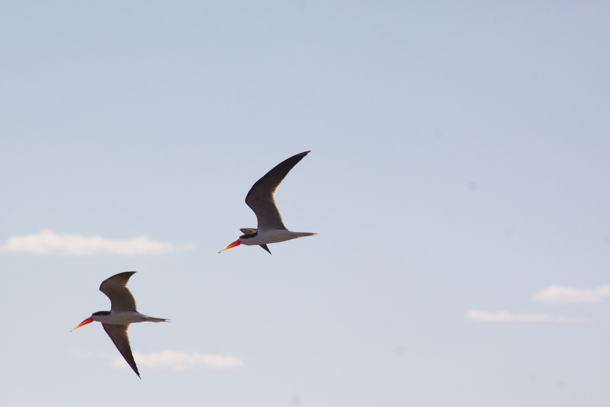 African Skimmer - ML609391130