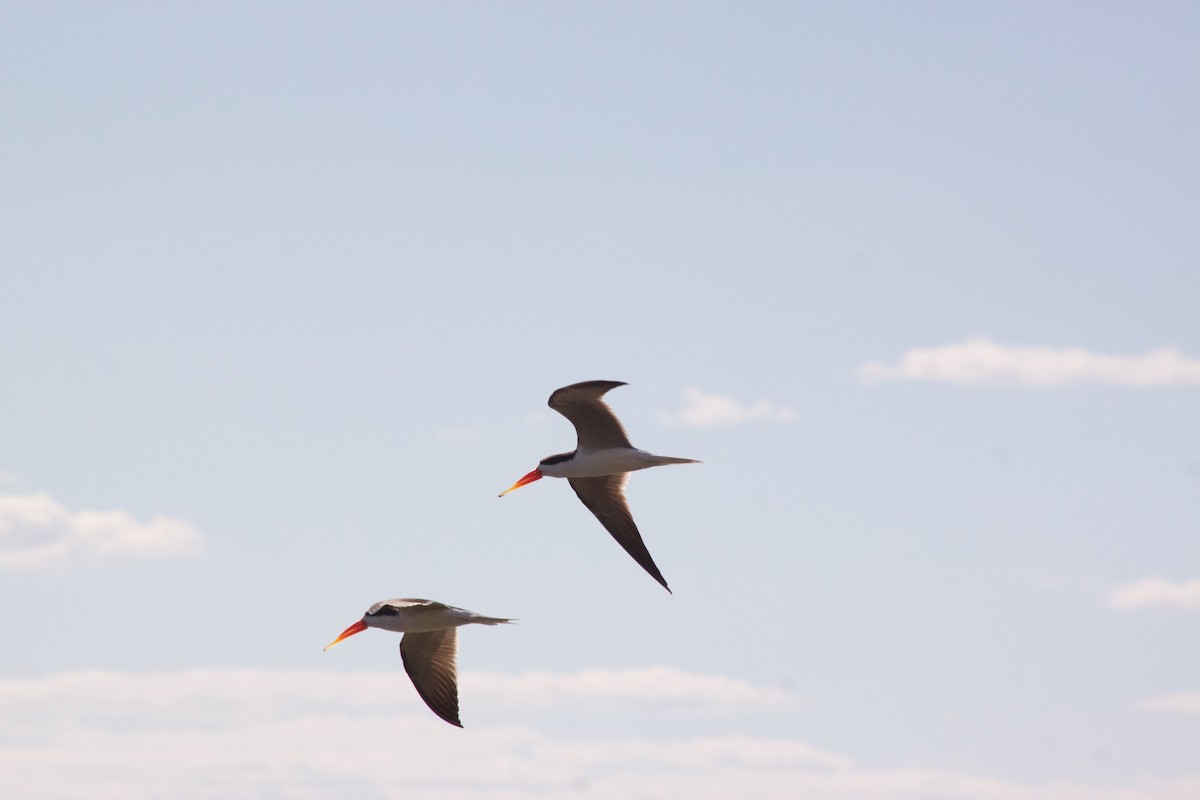 African Skimmer - ML609391131