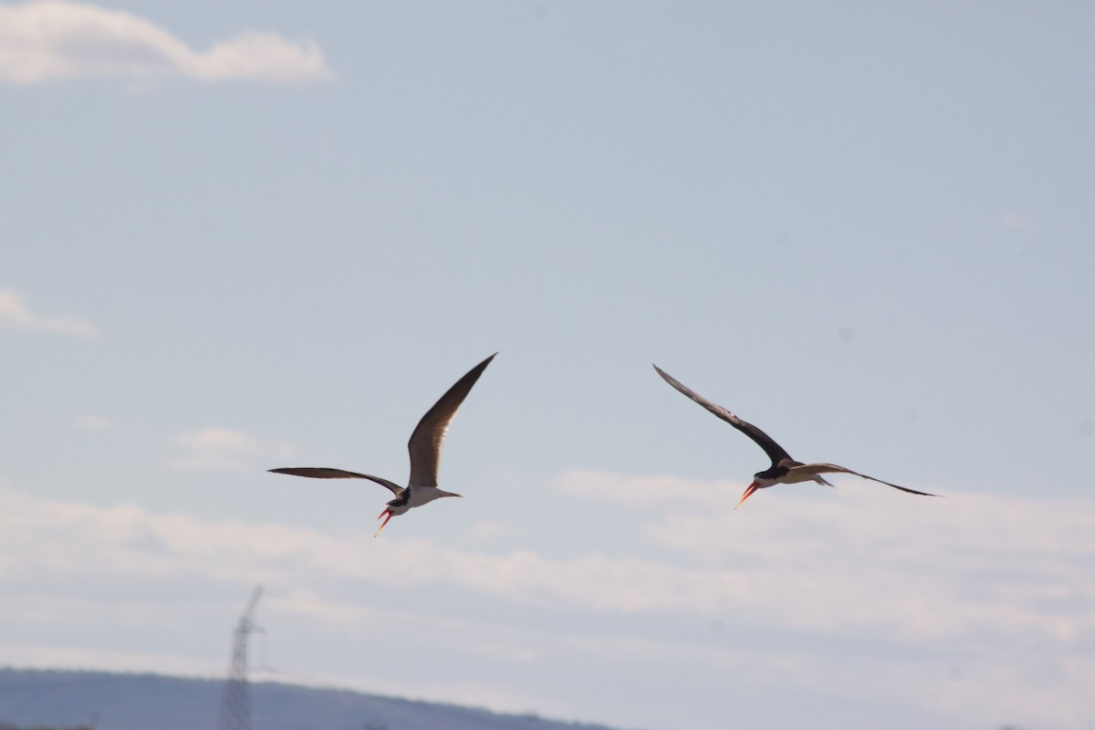 African Skimmer - ML609391132