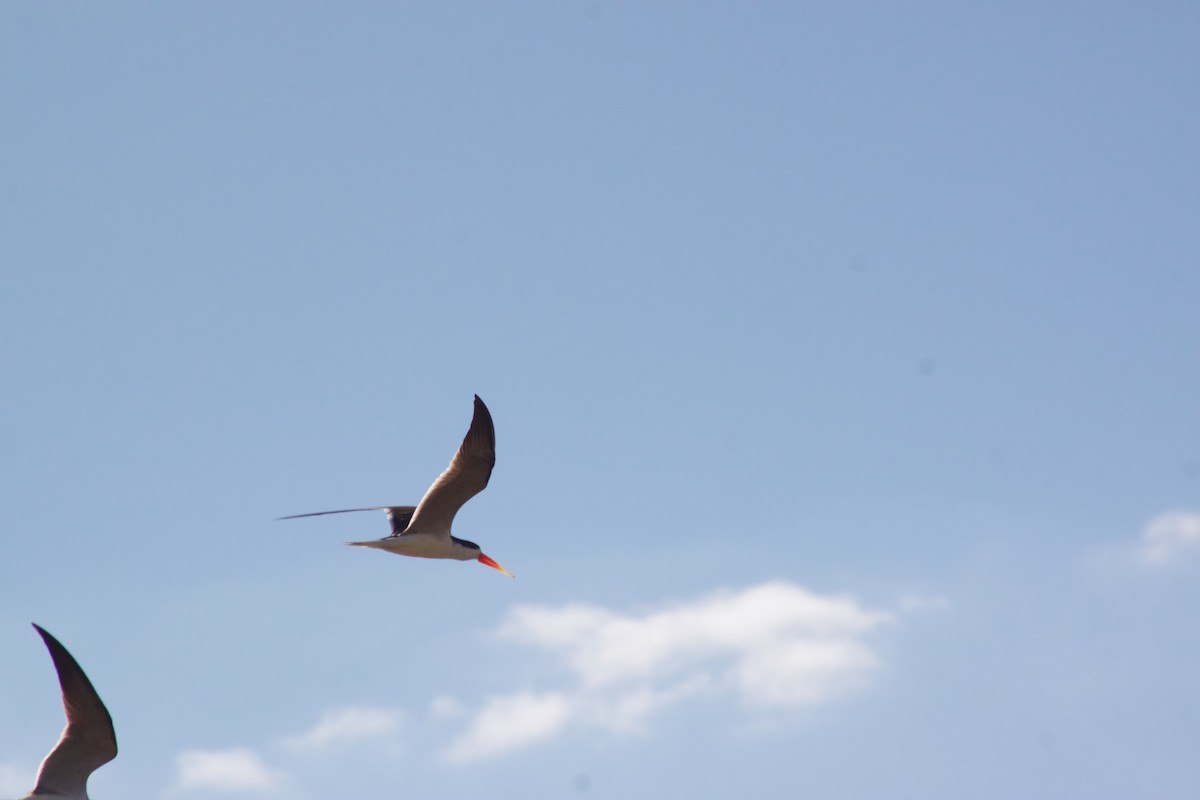 African Skimmer - ML609391133