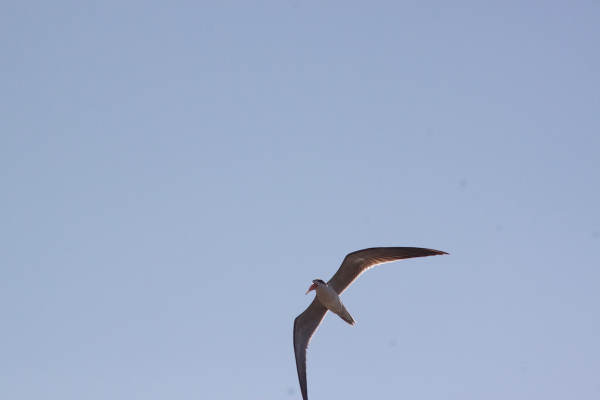 African Skimmer - ML609391135