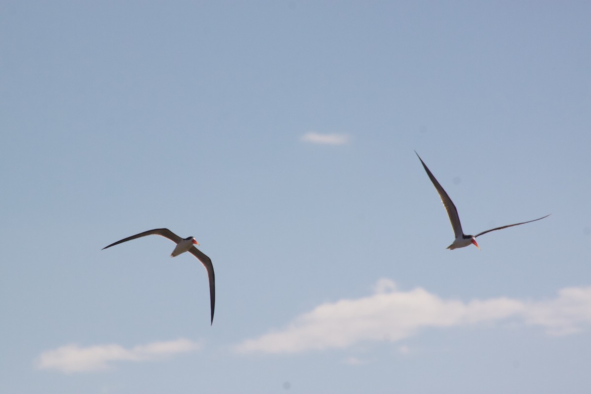 African Skimmer - ML609391136